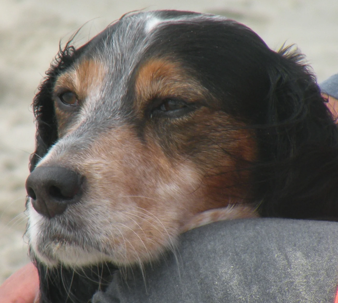 Hund Holly Hund Holly
